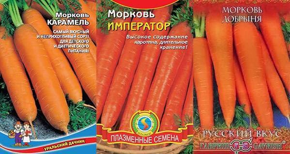 Морковь карамелька: описание сорта - грибы и огород