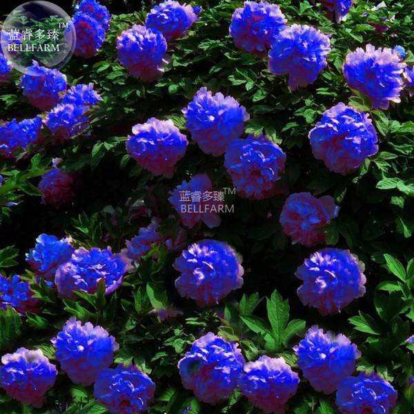 Растения с синими и голубыми цветами: описание и названия