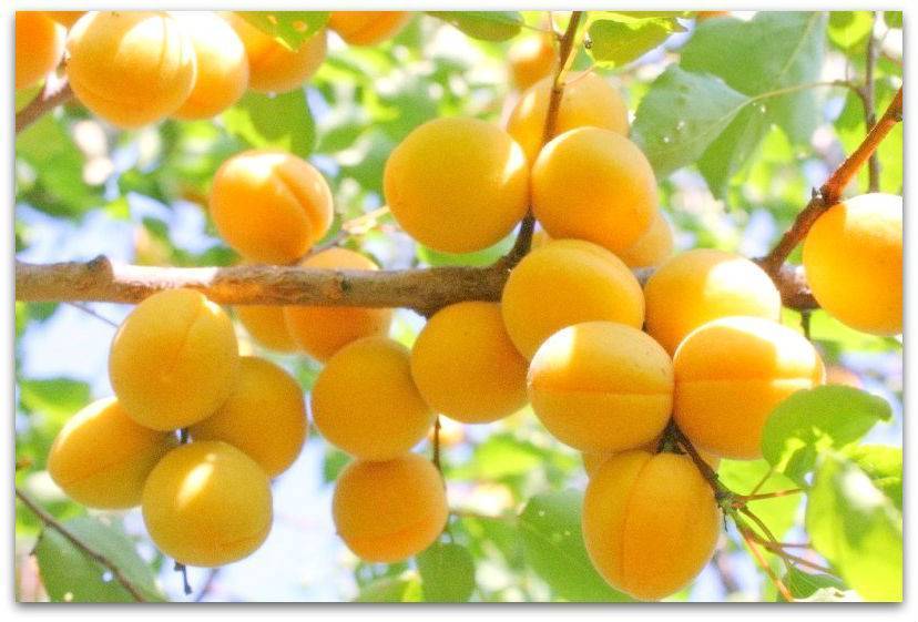 Абрикос медовый: описание сорта, характеристика, отзывы о выращивании, урожайность, посадка и уход за фруктовым деревом