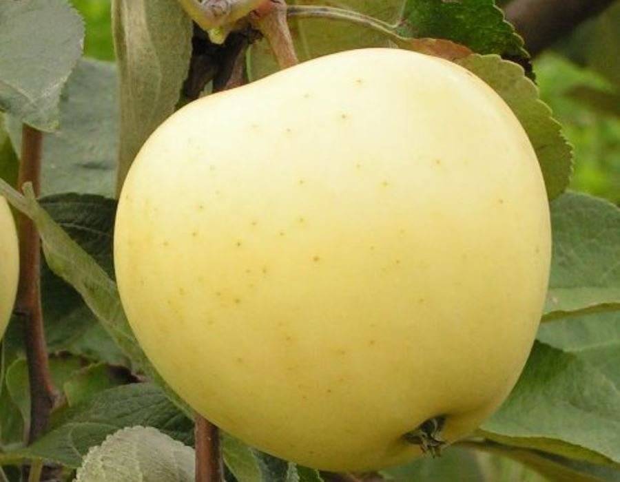 Яблоки белый налив: описание сорта, выращивание и рецепты