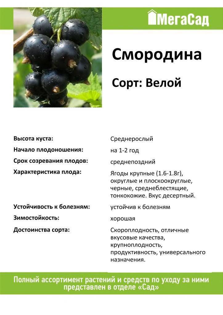 Смородина черная валовая описание сорта фото