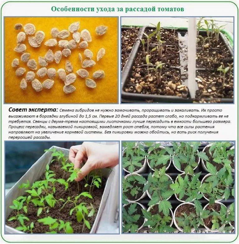 Благородный бальзамин: простые рекомендации по выращиванию молодых растений из семян в домашних условиях
