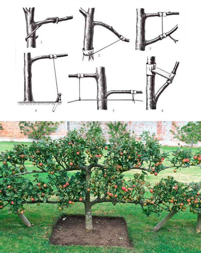 Как вырастить яблоню из веточки в домашних условиях с фото пошагово