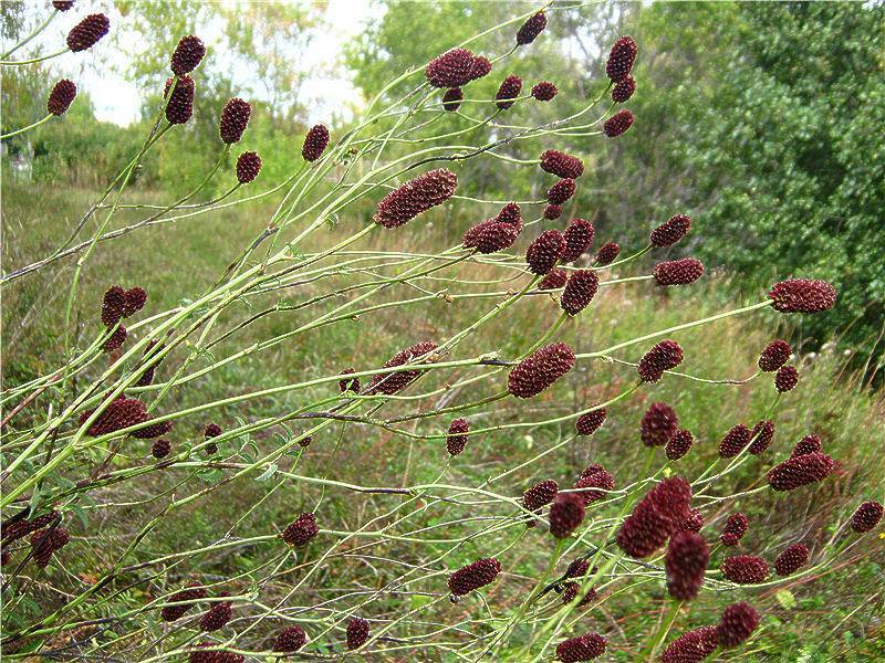 Кровохлебка лекарственная (железистая, sanguisorba officinalis): описание растения, от чего помогает, лечебные свойства и противопоказания для женщин