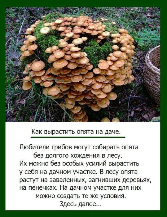 Опята 2022: сезон сбора летних, осенних и зимних грибов