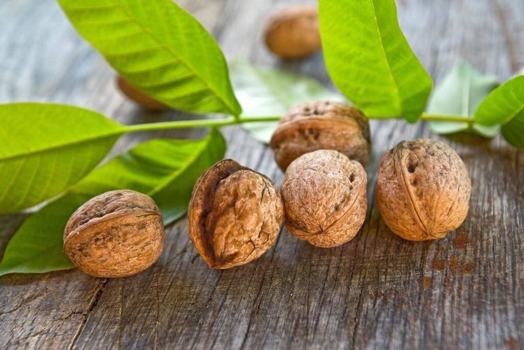 Листья грецкого ореха: лечебные свойства, рецепты, настойки, при сахарном диабете