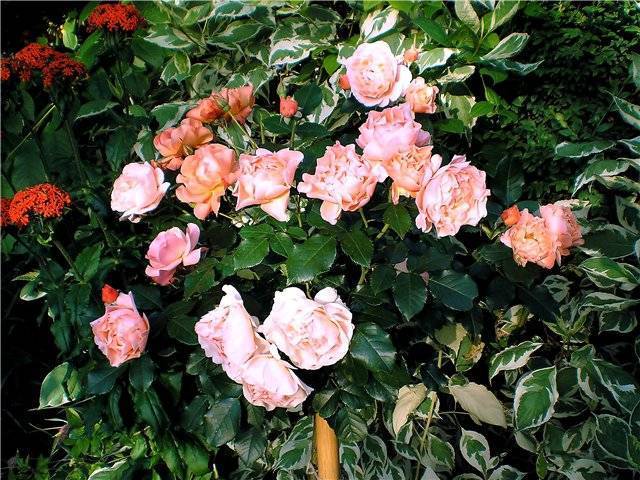 Сорта роз, выведенные за последние полвека английским селекционером д.остином. сочетают в себе преимущества старинных сортов роз (чашевидную форму цветков, гармоничную форму куста, разнообразие аромат