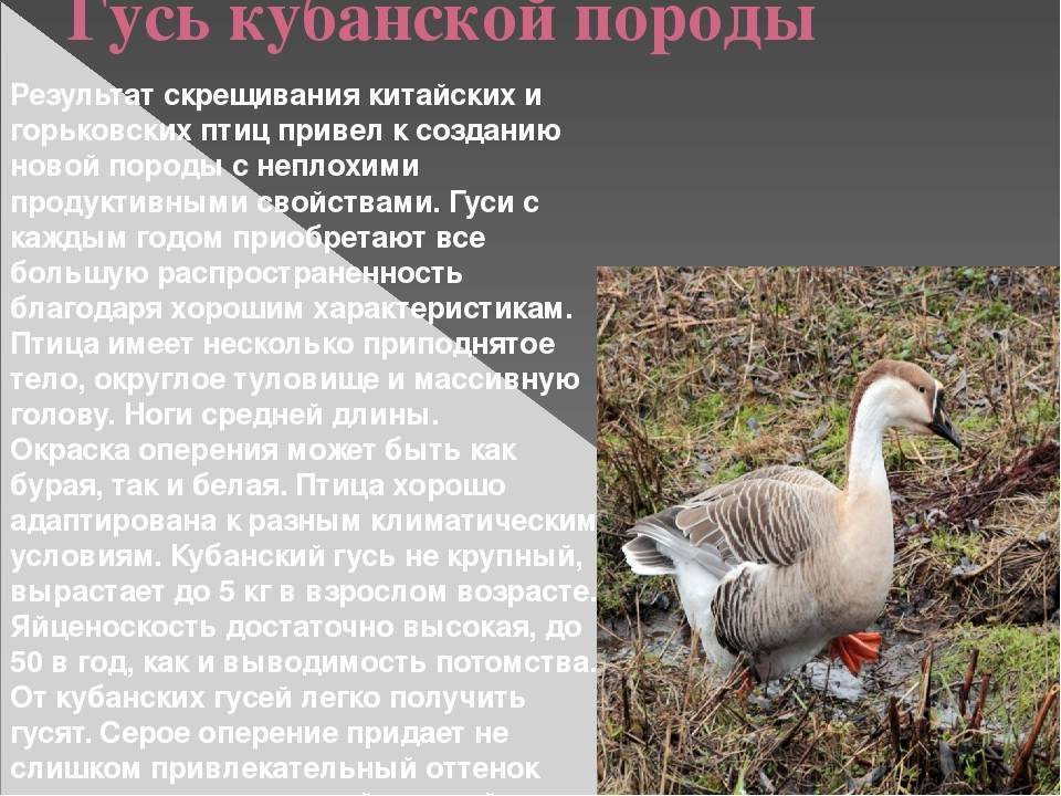 Породы серых гусей с фото и описанием