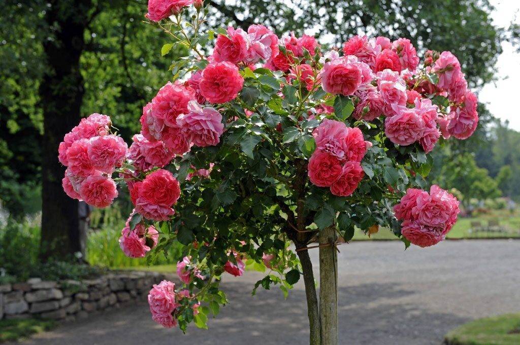 Как выглядит парковая роза фото и описание