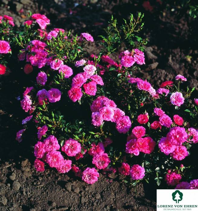 Почвопокровные розы: уход и выращивание, посадка, как обрезать весной
