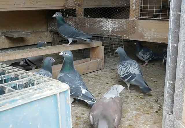 Бакинские бойные голуби: их описание, фото и видео обзор