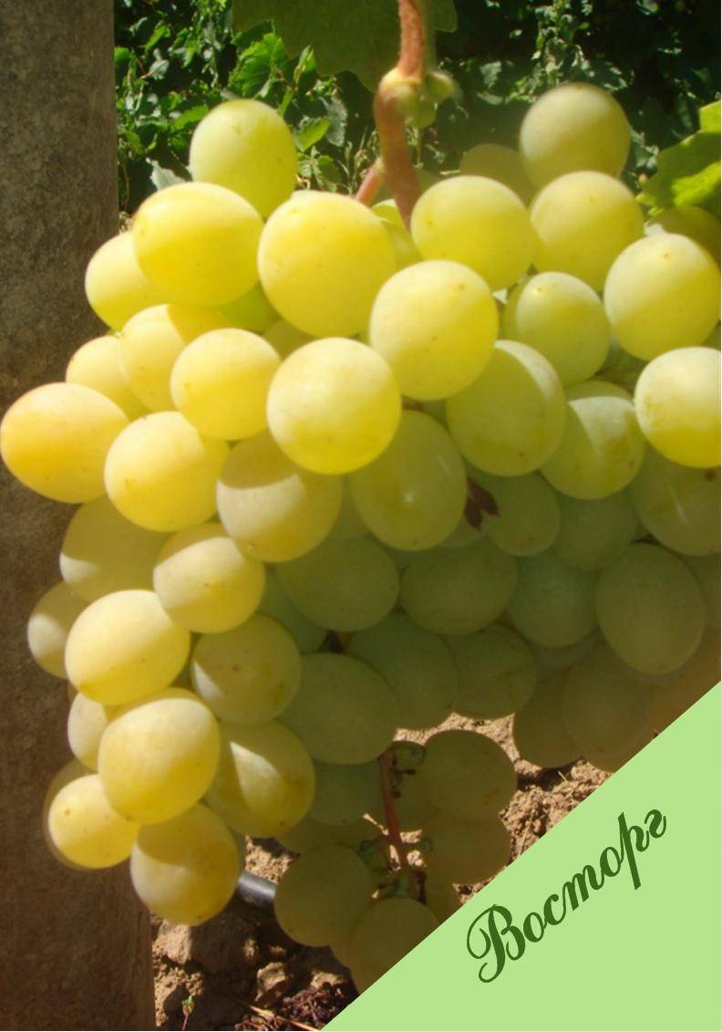 Виноград сорта восторг: описание и фото, отзывы