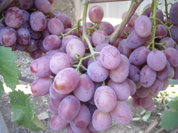 Виноград граф монте-кристо: описание сорта и его фото, характеристики и особенности выращивания | сортовед