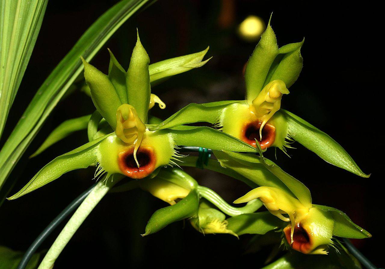 Орхидея Catasetum