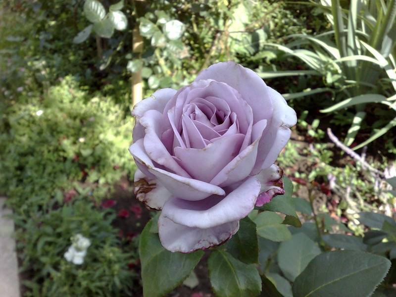 Чайно-гибридная роза blue moon (блю мун): описание и фото, отзывы