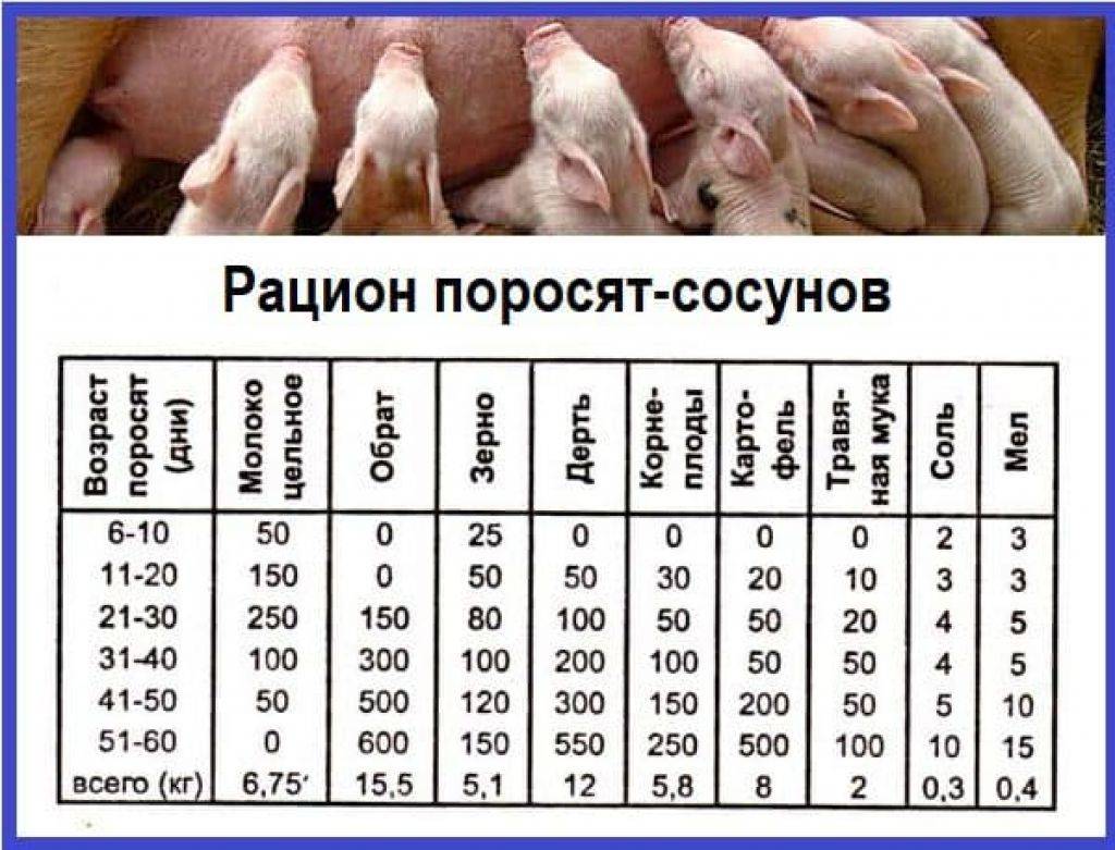 Откорм свиней: самая эффективная технология | домашняя ферма