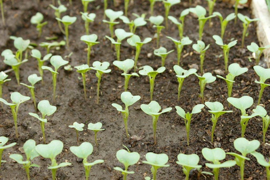 Как сажать капусту брокколи в открытый грунт рассадой
