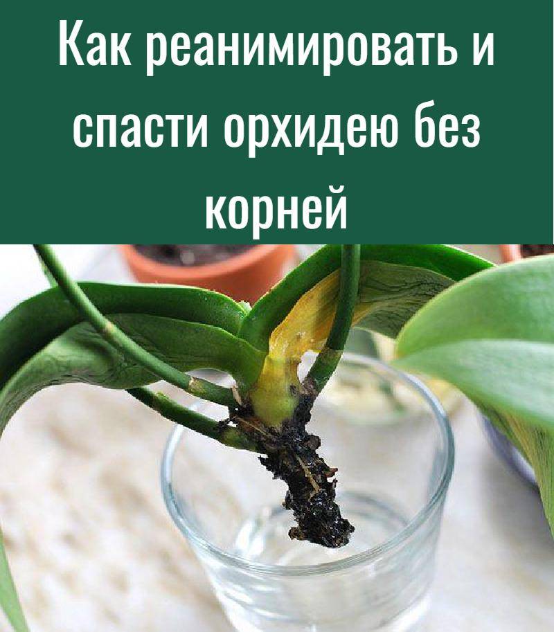 Болезни орхидеи: чем и как лечить цветок в домашних условиях, что делать, если гниют листья или сердцевина - как вылечить гниль, основные способы лечения