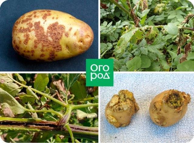 Болезни клубней картофеля: фото и описание