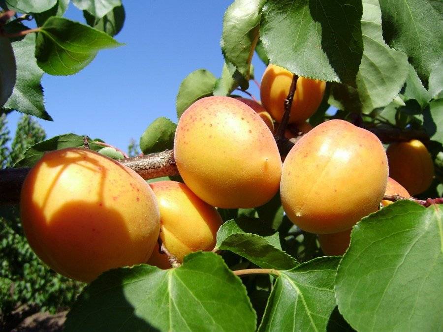 Абрикос шалах (белый, еревани): описание сорта, фото, характеристики, морозостойкость, урожайность, посадка и уход