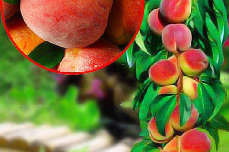 Персик колоновидный: описание сортов, особенности выращивания