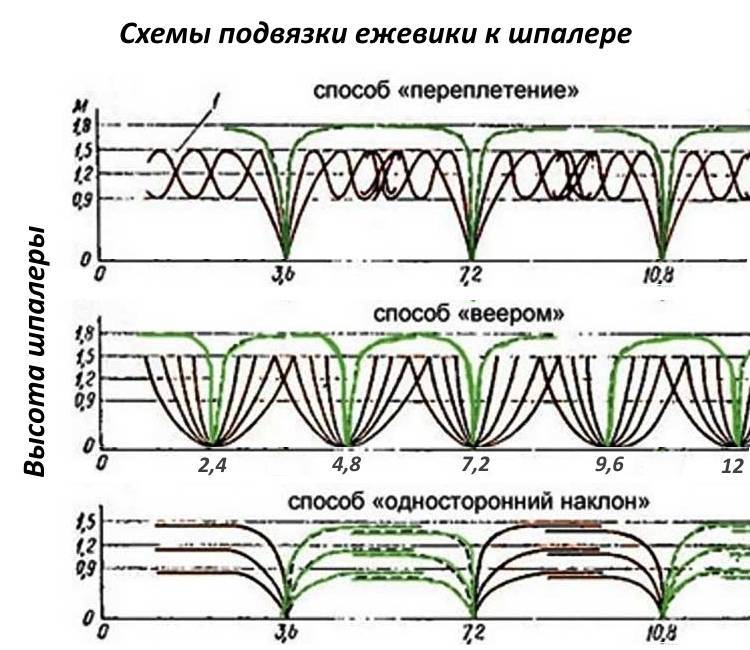 Малина на садовом участке схема посадки