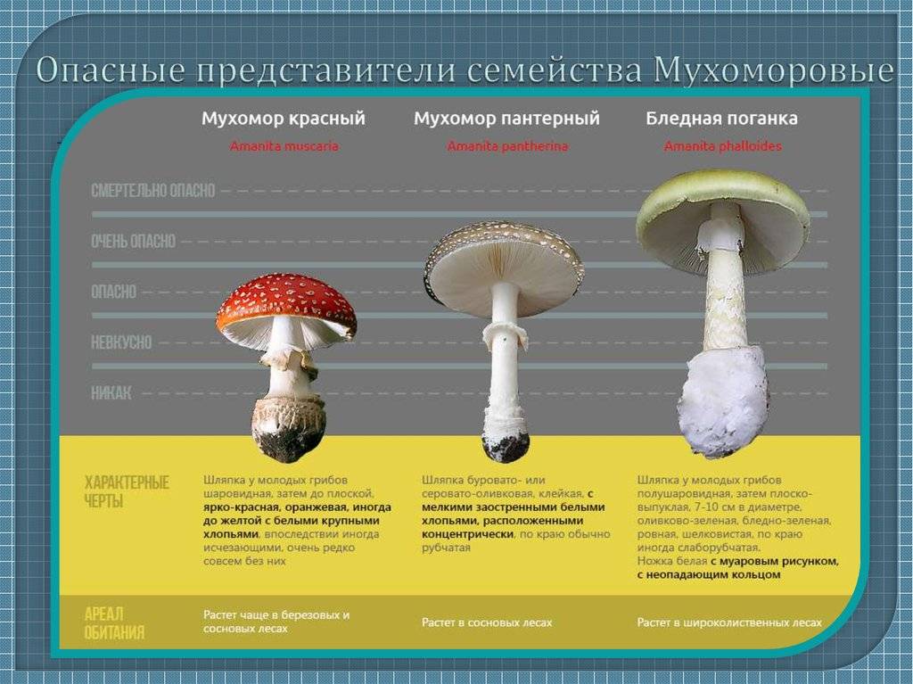 Съедобные грибы донбасса фото и описание