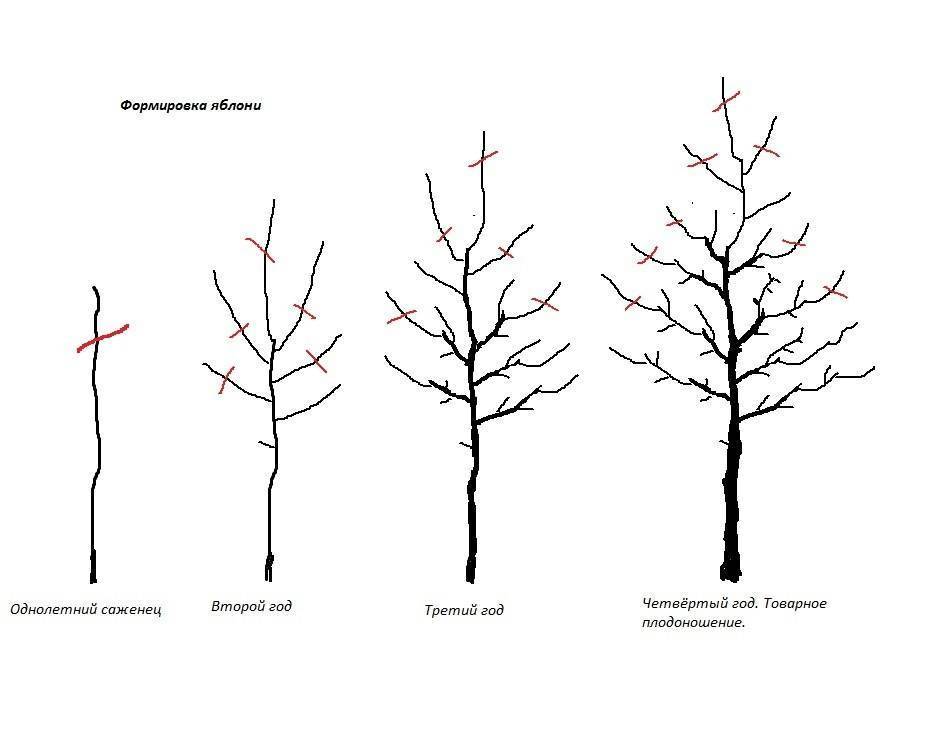 Формирование кроны яблони весной для начинающих в картинках пошагово