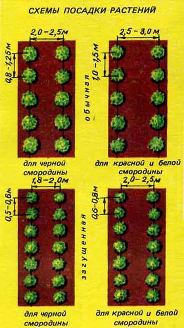 Расстояние между кустами и рядами при посадке малины
