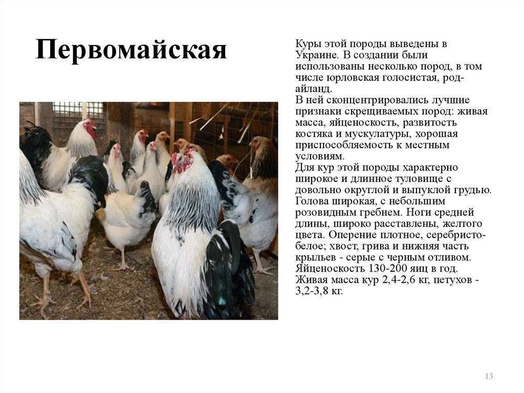 Название кур несушек с фотографиями и названиями