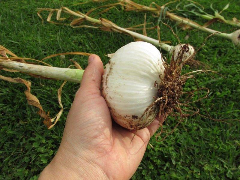 Как вырастить гигантский лук-чеснок: что любит лук причесночный, или рокамболь