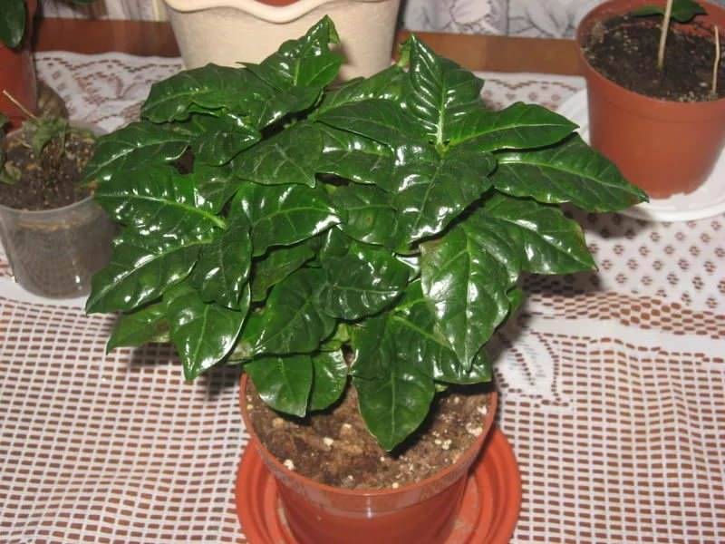 Кофе комнатное растение уход в домашних условиях фото
