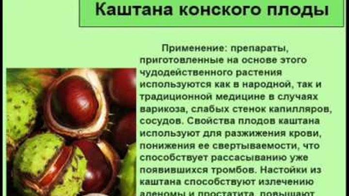 Где Купить Конский Каштан В Аптеке