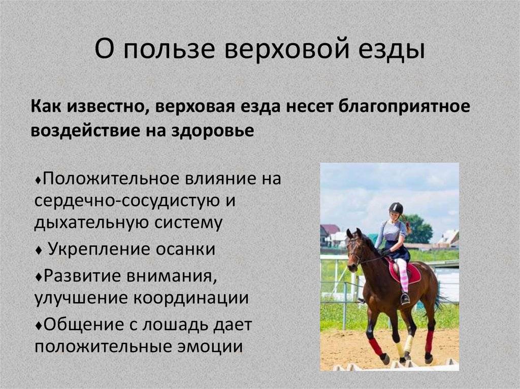 ᐉ как ездить на лошади: правила и типичные ошибки - zooon.ru