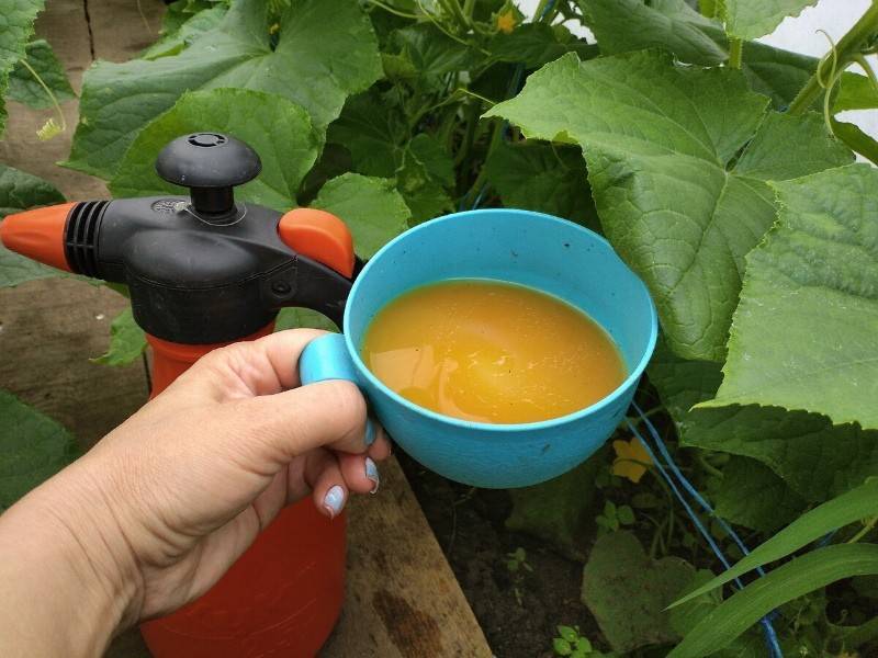 Как часто поливать тыкву в открытом грунте в жаркую погоду и нужно ли