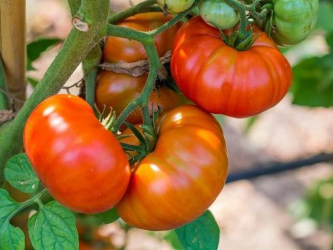 Семена помидор + самые лучшие сорта томатов для сибири. каталог на 2021 год