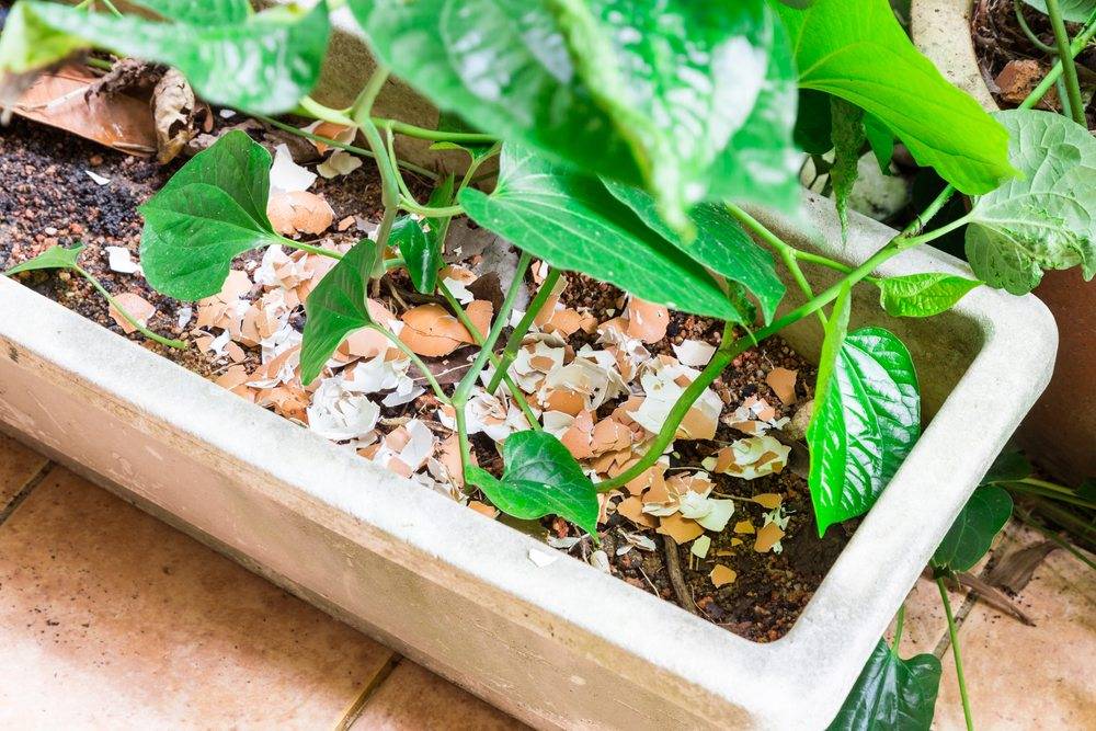 Применение яичной скорлупы как удобрение: для удобрения каких культур подходит