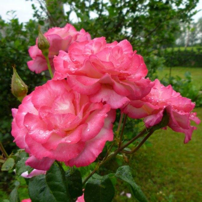 Плетистая роза хендель (handel): описание вида, особенности посадки и ухода