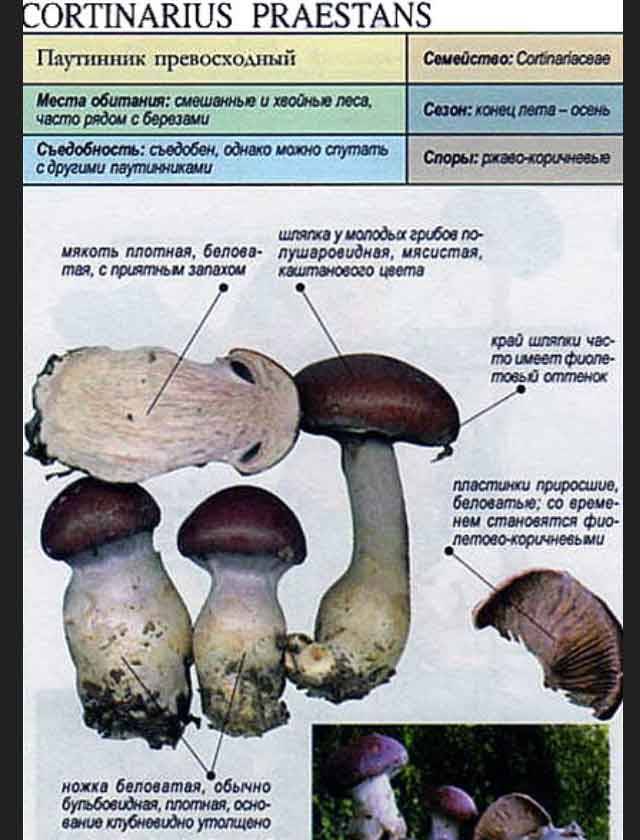 Грибы паутинники съедобные фото и описание