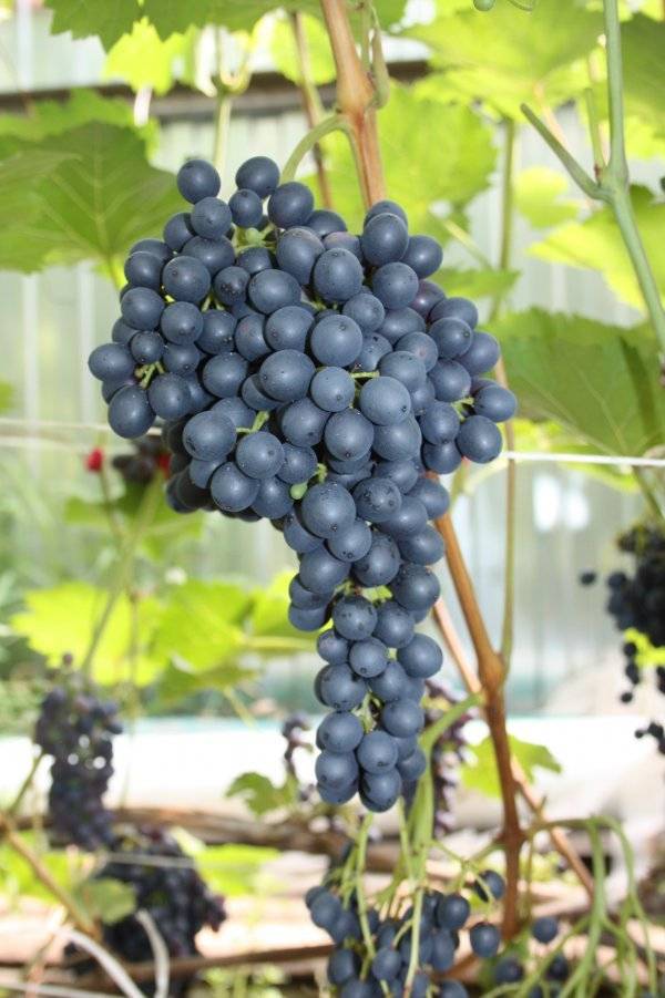 ✅ виноград «красень»: описание сорта, фото, отзывы - tehnoyug.com
