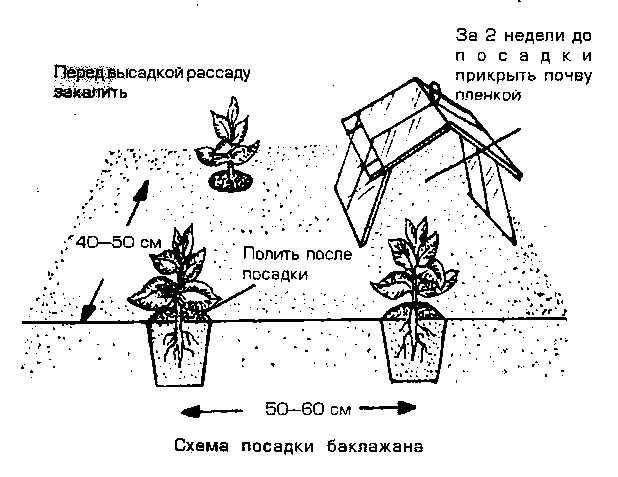 Расстояние высадки перца в грунт. Фасоль кустовая схема посадки. Схема посадки низкорослых томатов в открытый грунт. Тыква схема посадки в открытый грунт. Схема посадки баклажан.