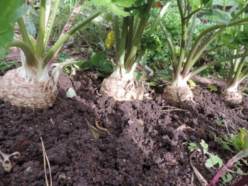 Сельдерей корневой: выращивание и уход в открытом грунте | сельская жизнь | информационный портал для садоводов и фермеров