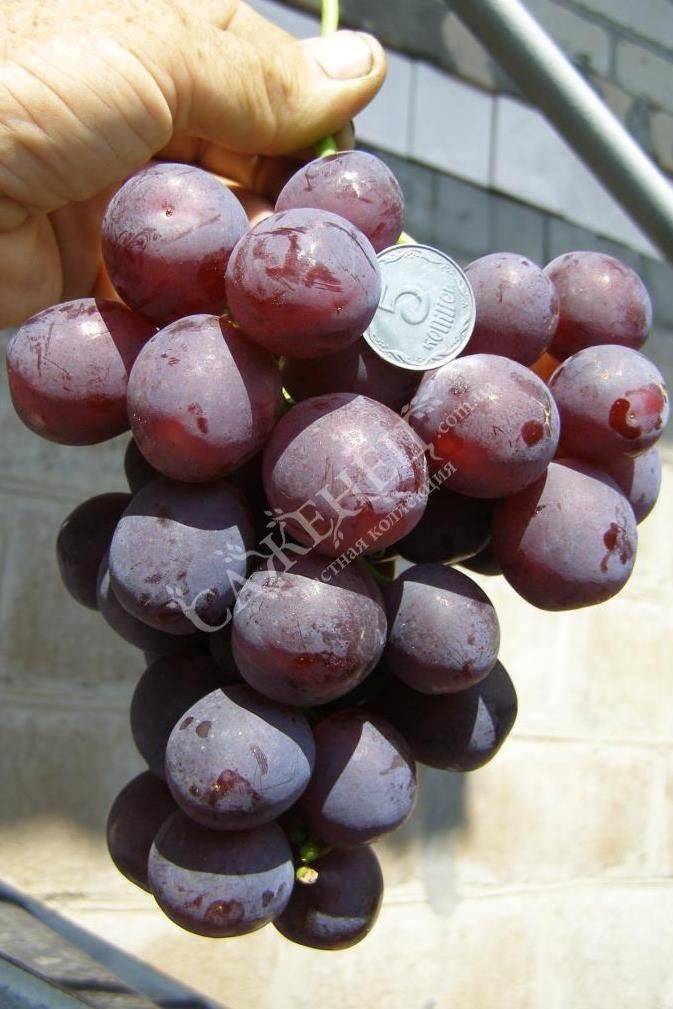 Особенности выращивания винограда рошфор: советы начинающим виноградарям