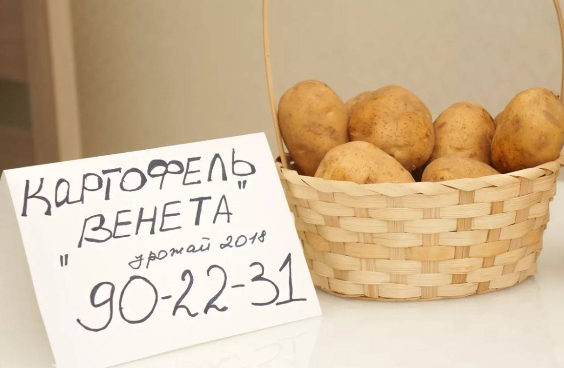 Картофель "венета": описание сорта, фото, отзывы