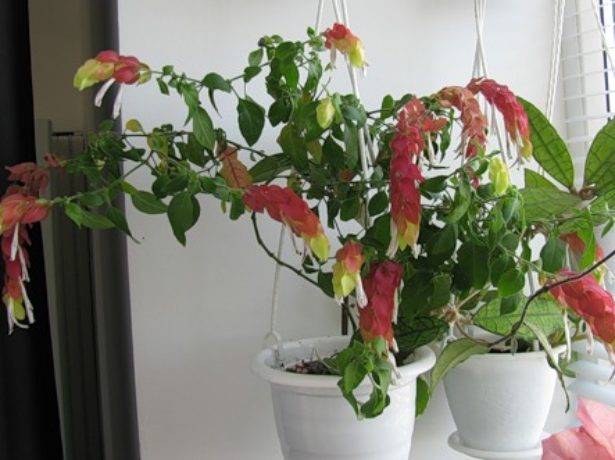 Цветок белопероне: фото и уход в домашних условиях