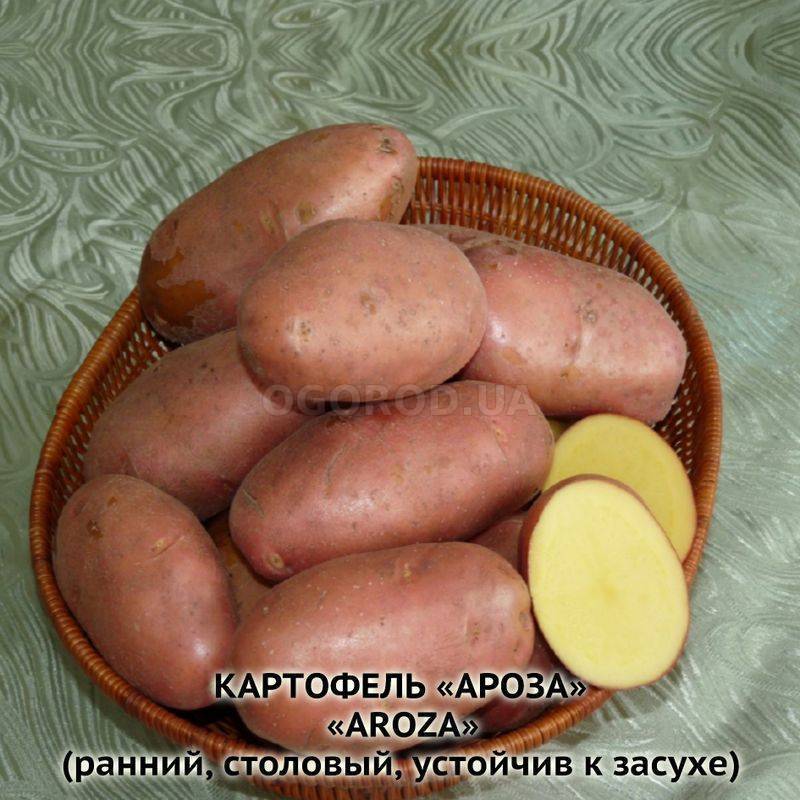 Картофель ароза описание сорта фото