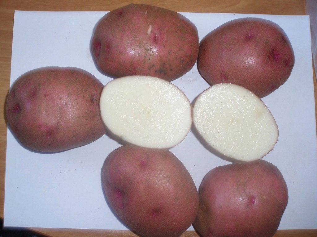 Картофель красный шершавый сорт и фото