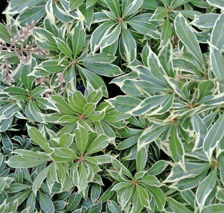 Дейция изящная variegata — растение устойчивое к болезням и требующее минимального ухода