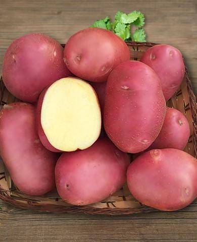Картофель бела роса описание сорта отзывы: картошка беллароза