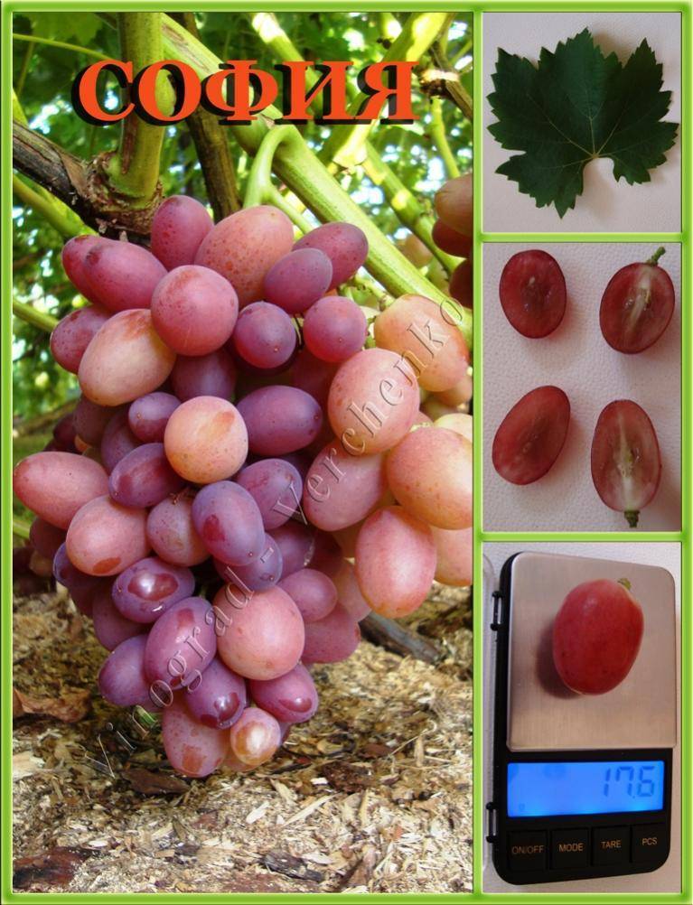Характеристики сорта винограда юлиан — особенности выращивания